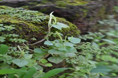 Peperomia pellucida